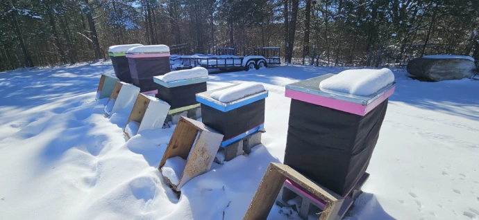 Honey Bee Hives in the snow