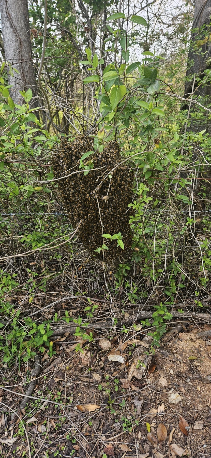 honey bee swarm on a post